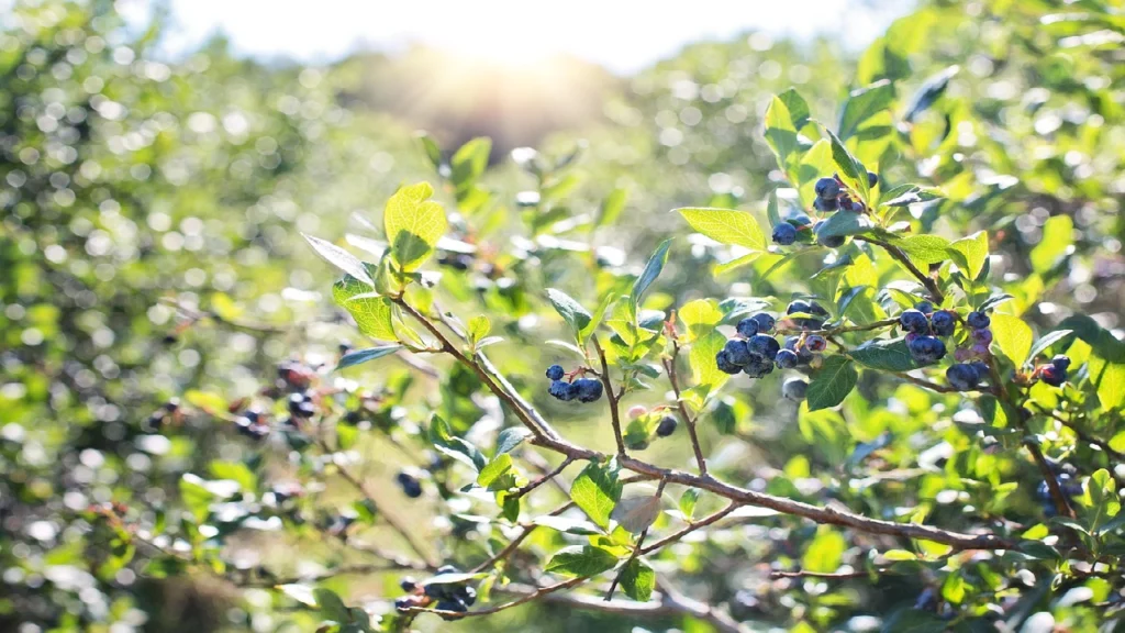 Top 5 Nutritious Foods