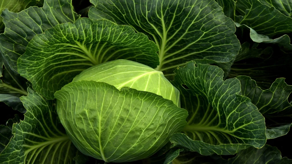 Top 5 Nutritious Foods